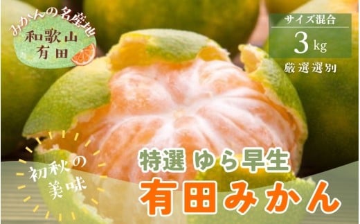 【初秋の美味】特選　ゆら早生有田みかん　約3kg+200g(傷み補償分)【2026年10月中旬～11月上旬頃に順次発送予定】【ard050C】
