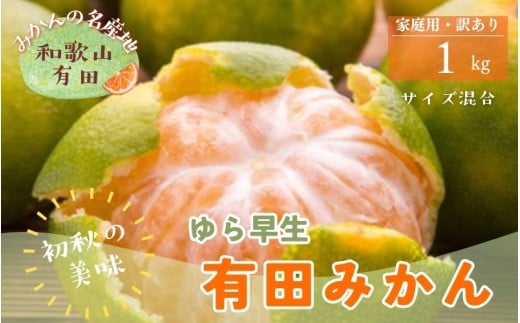 【初秋の美味】ご家庭用ゆら早生有田みかん　約1kg+200g(傷み補償分)【サイズ混合】【2026年10月中旬～11月上旬頃に順次発送予定】【ard052C】