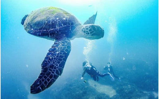 2ビーチファンダイビング 1名様分 ダイビング初心者、ブランクダイバーの方にお勧め！　2ビーチダイビング スキューバダイビング チケット【ark105】