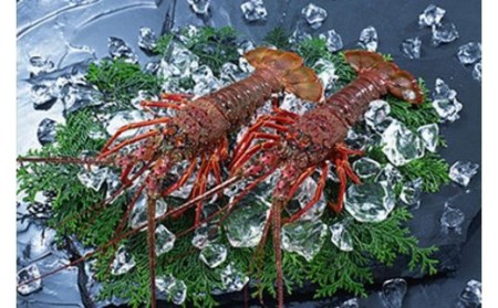 【予約 11月～順次発送】活イセエビ 1kg （2尾～3尾）黒潮が寄せる海で育った一味違う伊勢海老【mhs105-2】