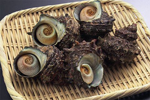 【先行予約受付中】 活サザエ 約1.5kg（約10個～15個入り）【7月より順次発送】【mhs106】