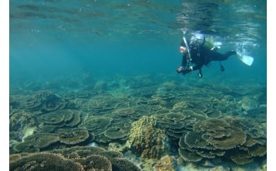 サンゴの海で【体験ダイビング】インストラクター付き2名様【rin100A】