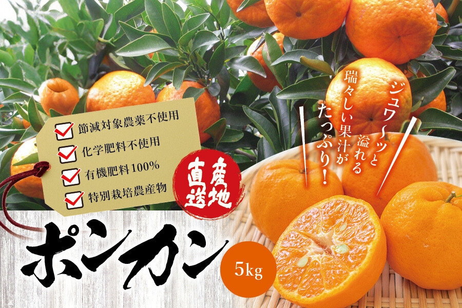 濃厚な甘さ！くしもとポンカン L～2L 5kg 【2026年1月上旬～2月中旬発送予定】 柑橘 ぽんかん フルーツ みかん ミカン オレンジ 限定 有機率100%肥料 節減対象農薬不使用 化学肥料不使用【sse100】