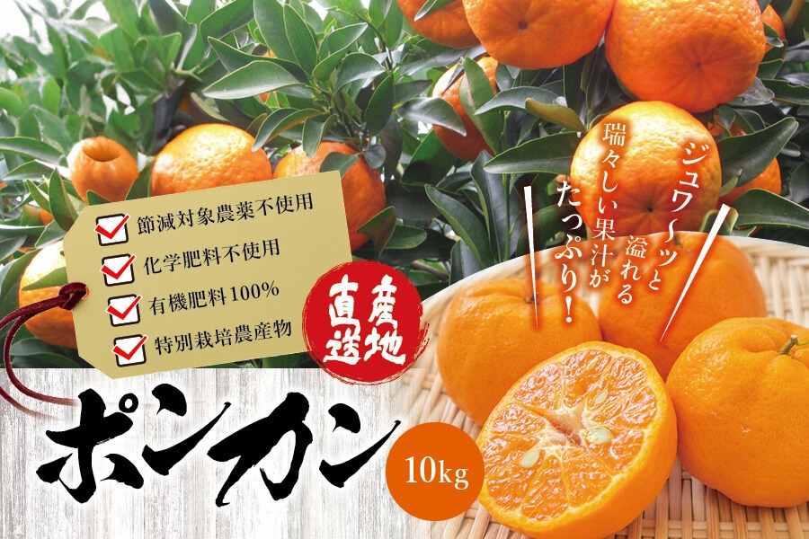濃厚な甘さ！くしもとポンカン L～2Lサイズ 10kg  【2026年1月上旬～2月中旬発送予定】柑橘 ぽんかん フルーツ みかん ミカン オレンジ 限定 有機率100%肥料 節減対象農薬不使用 化学肥料不使用【sse101】