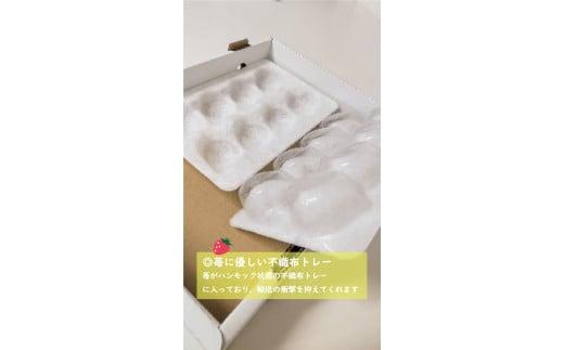 鳥取県新ブランド苺「とっておき」大粒詰め合わせ【苺工房たけうち】