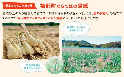 橋本さんちの砂丘らっきょう甘酢漬け 800g (瓶)