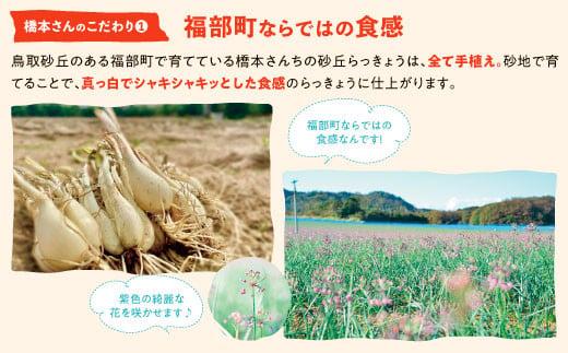 橋本さんちの砂丘らっきょう甘酢漬け 500g