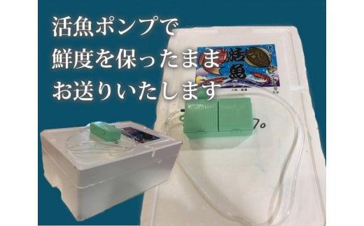 特選とっとり松葉ガニ「五輝星(いつきぼし)」【山根商店】