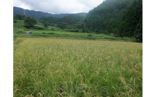 【2025年10月順次発送】江戸時代のお米！ 穂増(玄米) 10kg 令和7年産