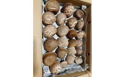 プリプリ肉厚 原木生しいたけ 1kg