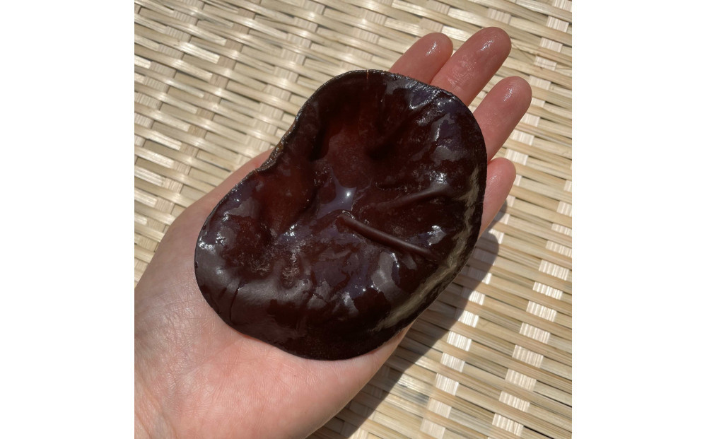 【鳥取県産】生きくらげ 1kg