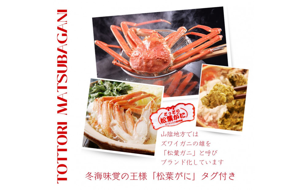 松葉がに タグ付き（茹で）中サイズ 1枚