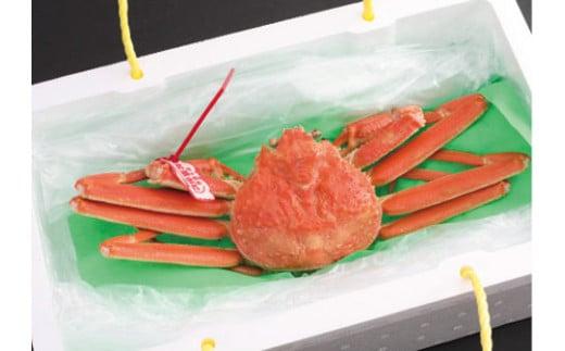 鳥取県産 訳あり茹で松葉がに【中村商店】