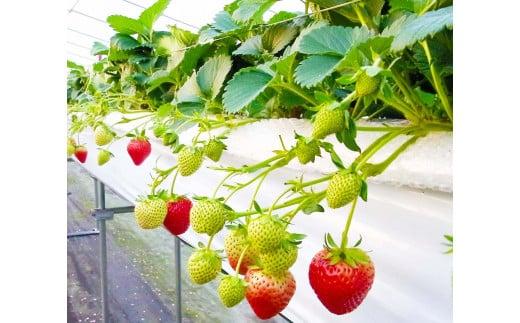 鳥取県新ブランド苺「とっておき」大粒詰め合わせ【苺工房たけうち】