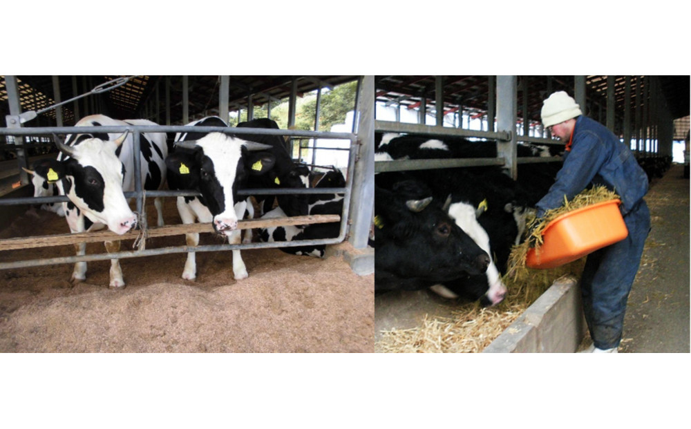 交美牛 ロースステーキ 540g(3枚入)