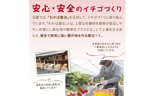 とっておきDX 500g 鳥取いちご【とみハウス】