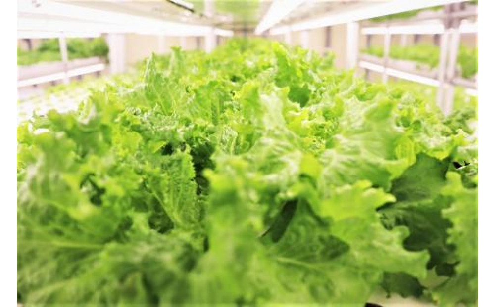 ＜ANA限定＞愛ファクトリー野菜（JGAP・ノウフクJAS）＆旬の鳥取野菜セット