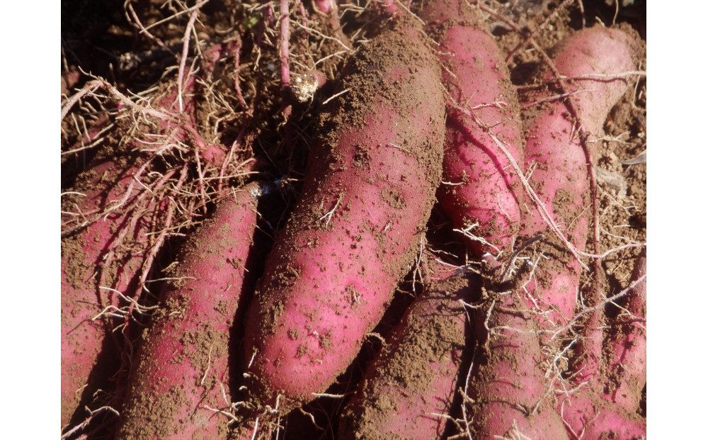 干し芋400ｇ（200g×2袋）自然栽培のべにはるか