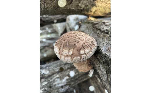 プリプリ肉厚 原木生しいたけ 1kg