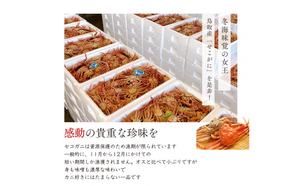 セコガニ 特大サイズ150～190g ×5枚 ご進物用（茹で）