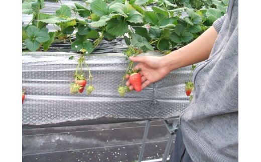 鳥取県新ブランド苺「とっておき」大粒詰め合わせ【苺工房たけうち】