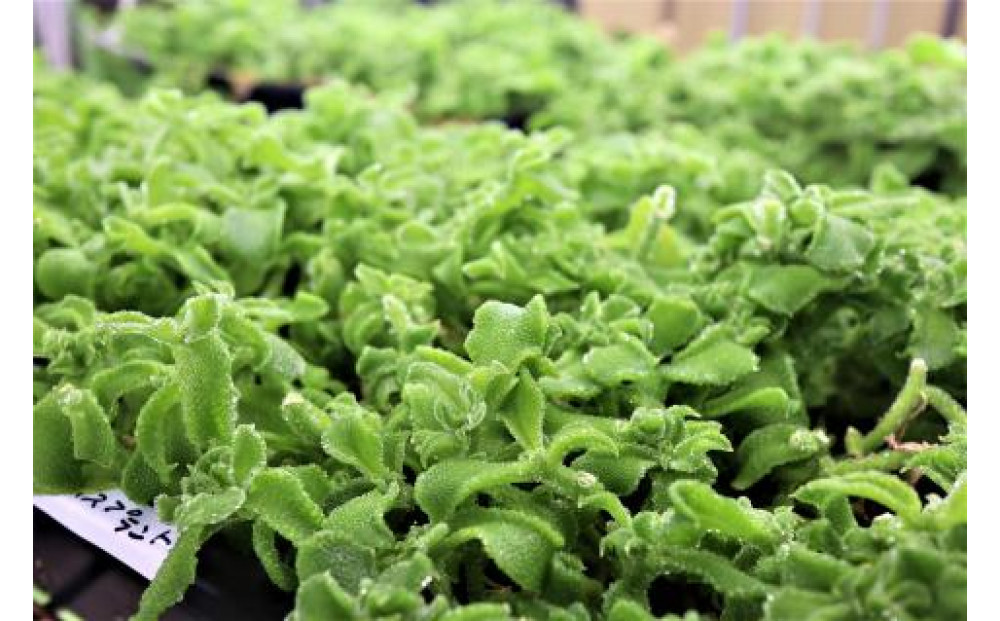 ＜ANA限定＞愛ファクトリー野菜（JGAP・ノウフクJAS）＆旬の鳥取野菜セット