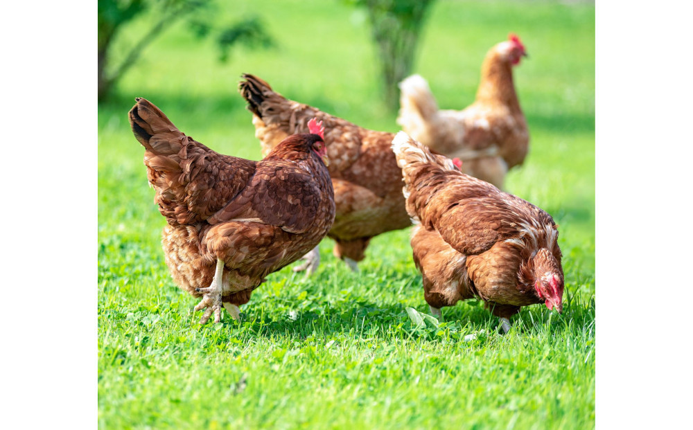鳥取県産鶏肝セット