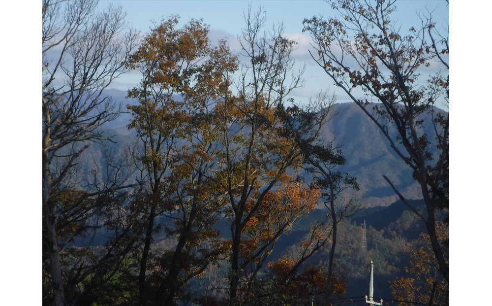 干し芋400ｇ（200g×2袋）自然栽培のべにはるか