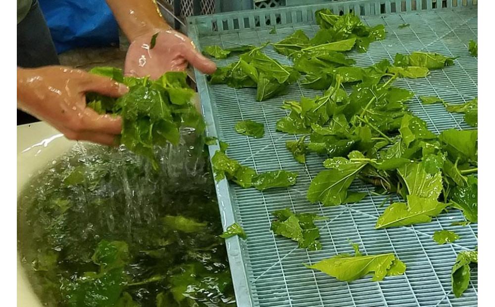 有機 桑の葉茶・有機 菊芋の葉茶 ノンカフェインセット