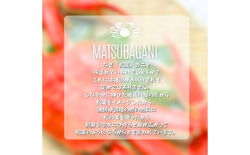 松葉がに タグ付き（茹で）中サイズ 1枚