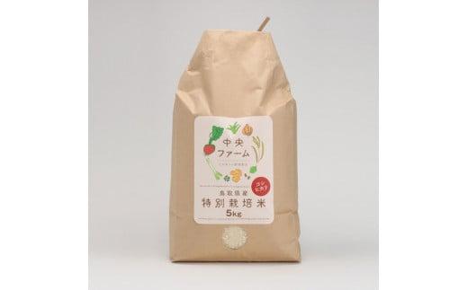 【先行予約】鳥取県産特別栽培米こしひかり ( 5kg )【2025年9月上旬稲刈り後出荷】
