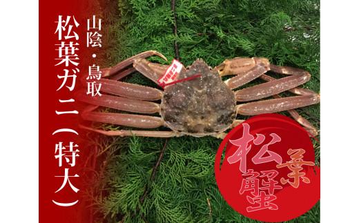 特選とっとり松葉ガニ (特大)【山根商店】