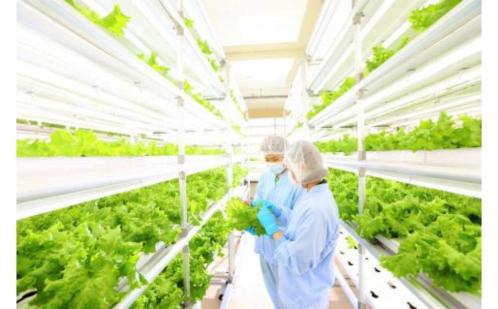 ＜ANA限定＞愛ファクトリー野菜（JGAP・ノウフクJAS）＆旬の鳥取野菜セット