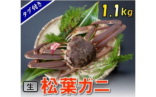 【魚倉】タグ付き生松葉ガニ (特特大1,100g)【到着日指定不可】