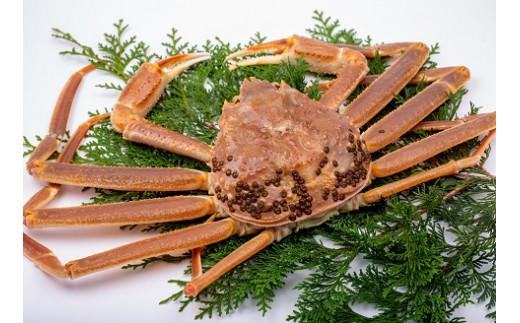 【竹】極選松葉ガニ （ボイル） 600g級 ブランドタグ付（さんチョク）