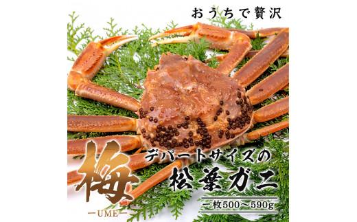 【梅】極選松葉ガニ （ボイル） 500g級 ブランドタグ付（さんチョク）