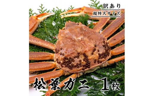 【訳あり】 松葉ガニ（ボイル） 1kg 級 超特大サイズ（さんチョク）