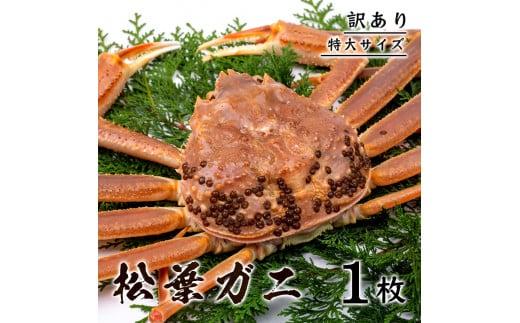 【訳あり】 松葉ガニ（ボイル）  800g級 特大サイズ（さんチョク）