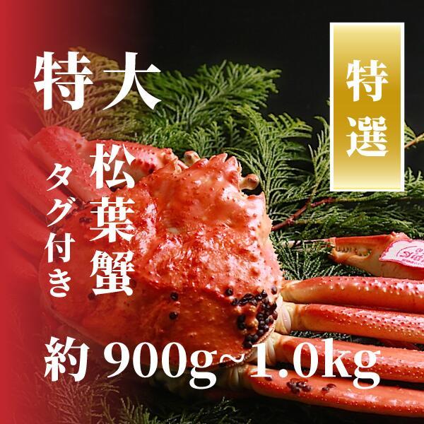 【特選】松葉ガニ 特大サイズ 約900g～1kg タグ付(茹で)
