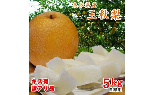王秋梨 訳あり 5kg 鳥取県産【フォーシーズン】
