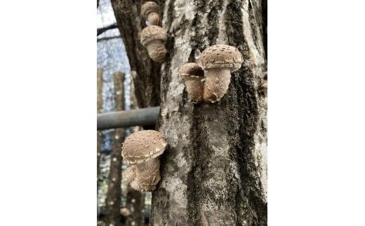 プリプリ肉厚 原木生しいたけ 1kg