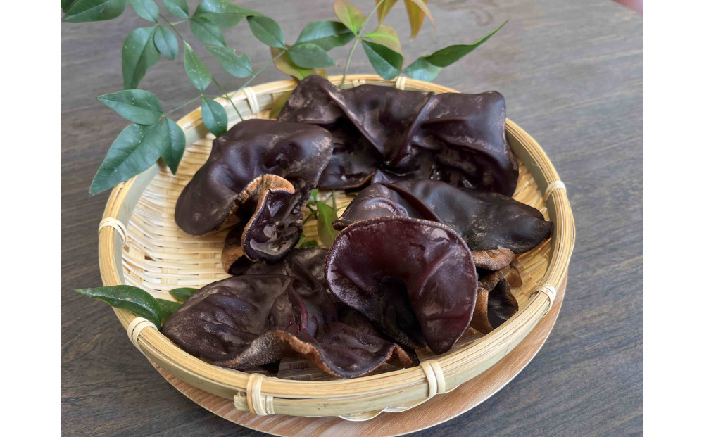 【鳥取県産】生きくらげ 1kg