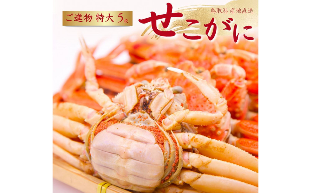 セコガニ 特大サイズ150～190g ×5枚 ご進物用（茹で）