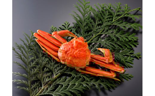 鳥取県産 訳あり茹で松葉がに　大1枚　足1本ナシ