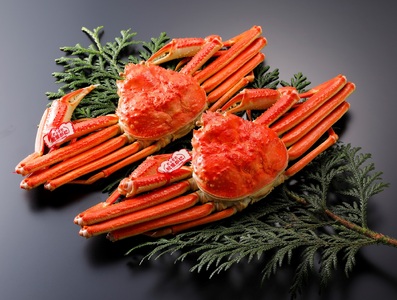 鳥取県産 タグ付茹で松葉がに　大2枚 【11月8日～2月末発送】