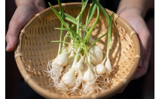 ガーリックスプラウトカレーお試しセット