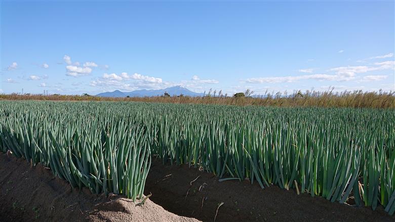 【先行予約】鳥取県産　白ネギの4kgバラ詰め合わせ