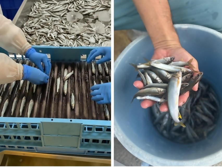 日野川育ちの「夏香鮎」瞬間冷凍１kg(約10cm小鮎）