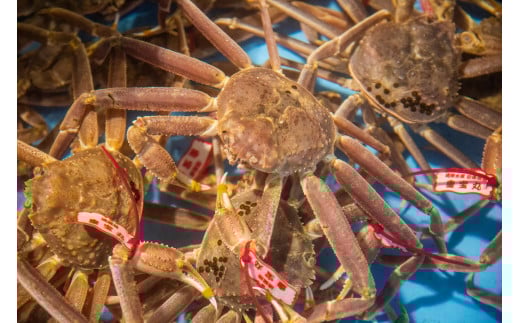 【タグ付き】活〆ボイル松葉蟹（大）800ｇ～×1杯