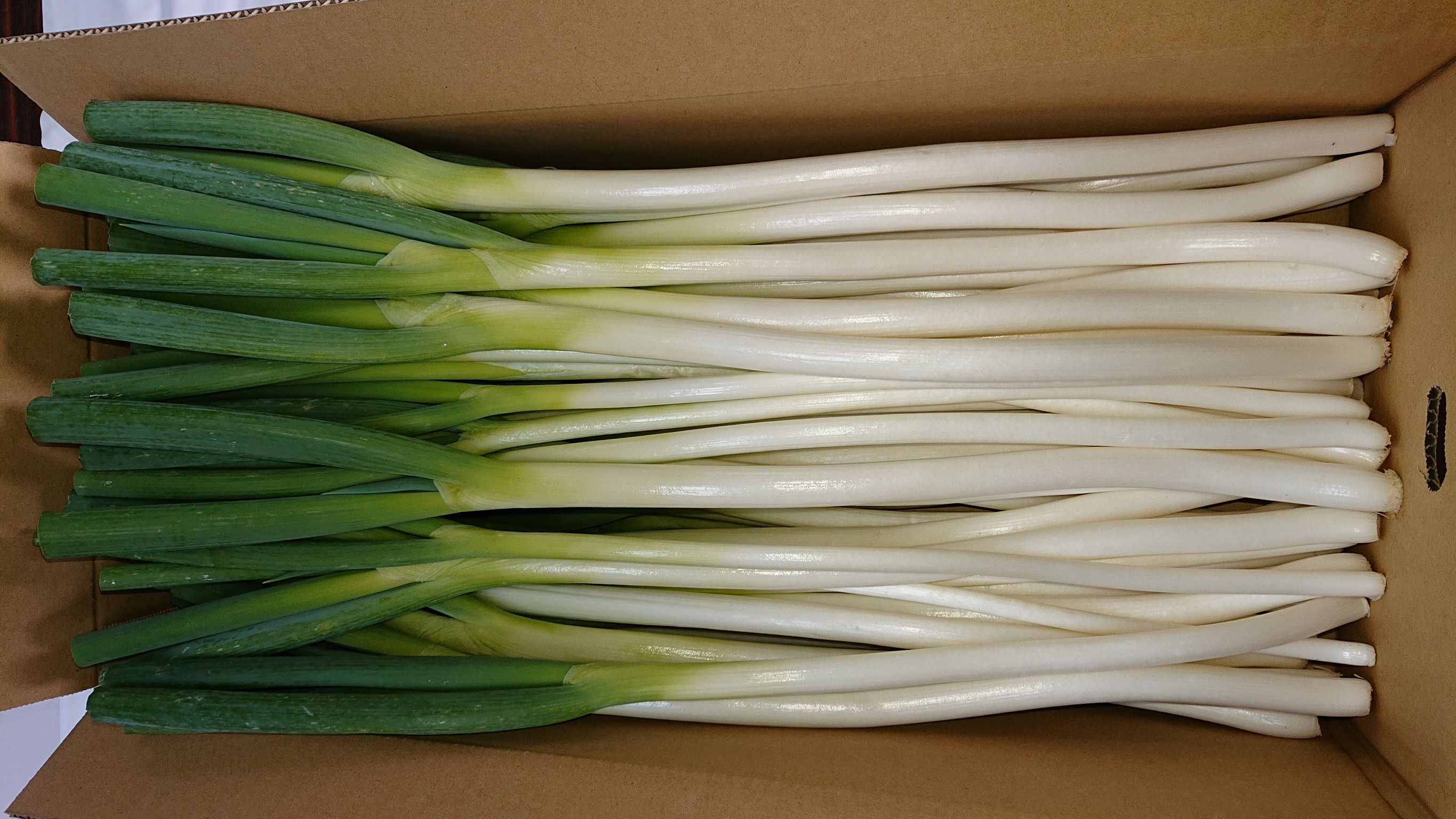 【先行予約】鳥取県産　白ネギの4kgバラ詰め合わせ